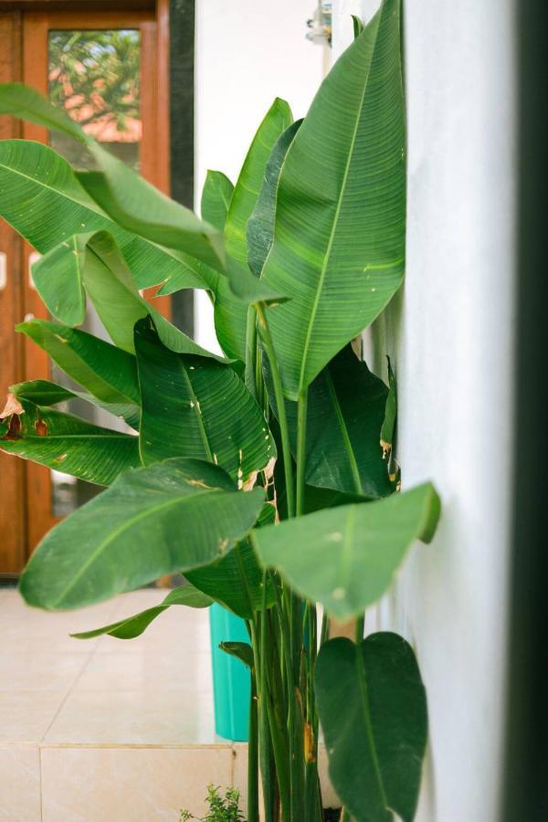 Adi Guest House تْشانغو المظهر الخارجي الصورة
